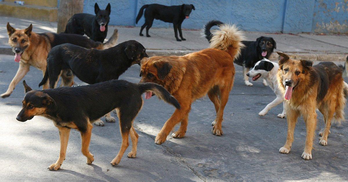 Salvare i cani randagi e pitbull