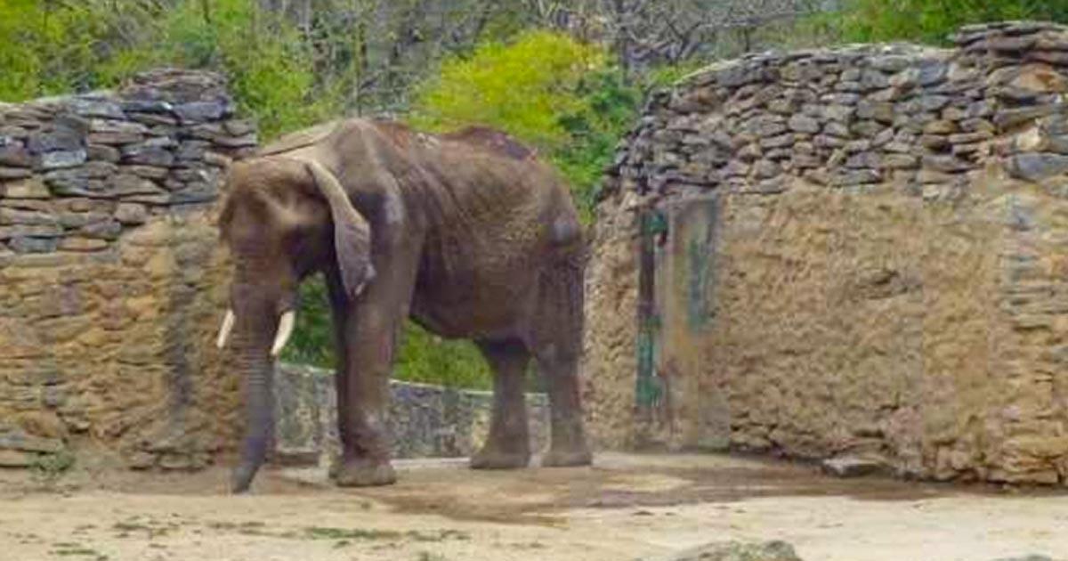 Los animales están muriendo por falta de alimentación, tanto es así que el elefante está por debajo de su peso ideal 