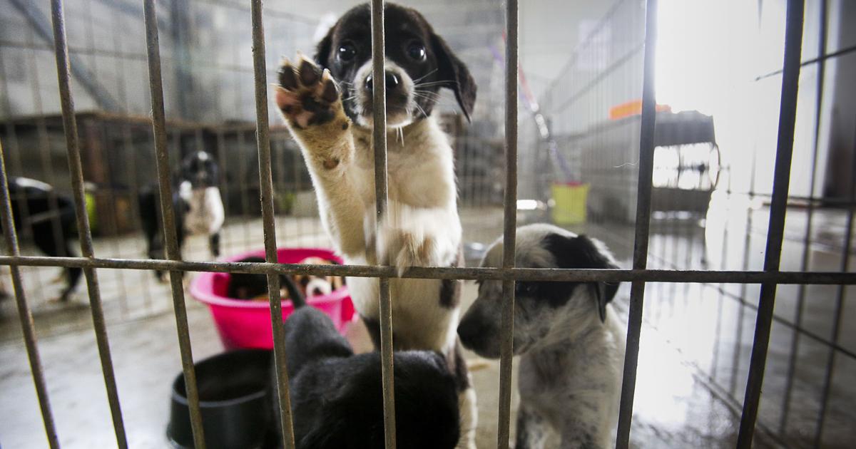 Cárcel y multas monetarias a quien maltrate a cualquier mascota