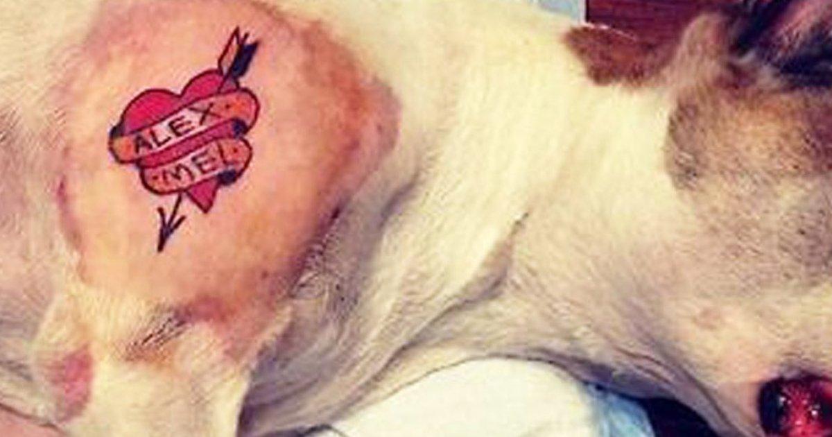 Prohibamos los tatuajes en animales domésticos!