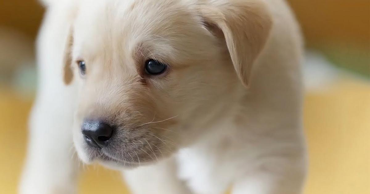 Por favor ayuda a este refugio de animales