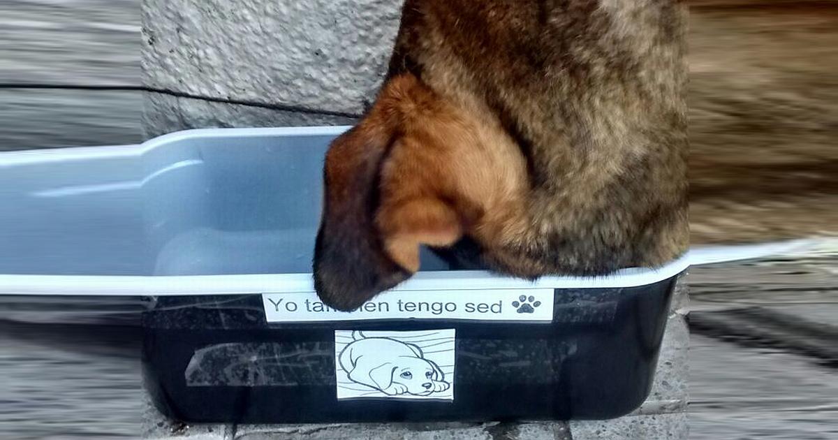 Que obliguen a los comerciantes a poner vasijas con agua para los animales que están en la calle