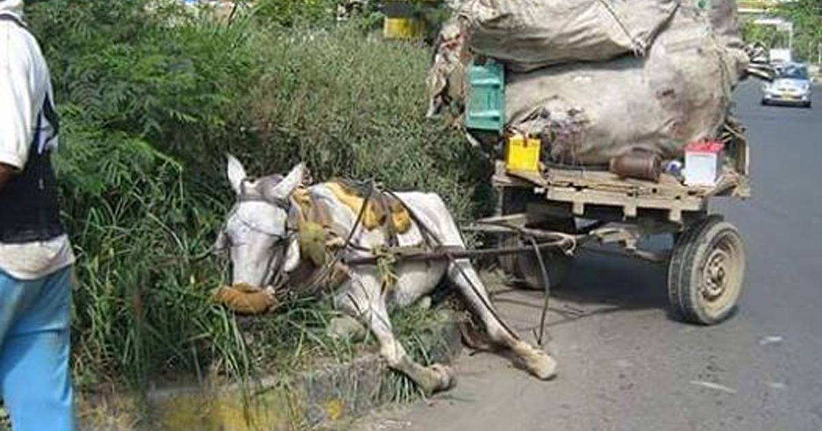 Proibire l'uso di veicoli mossi da trazione animale