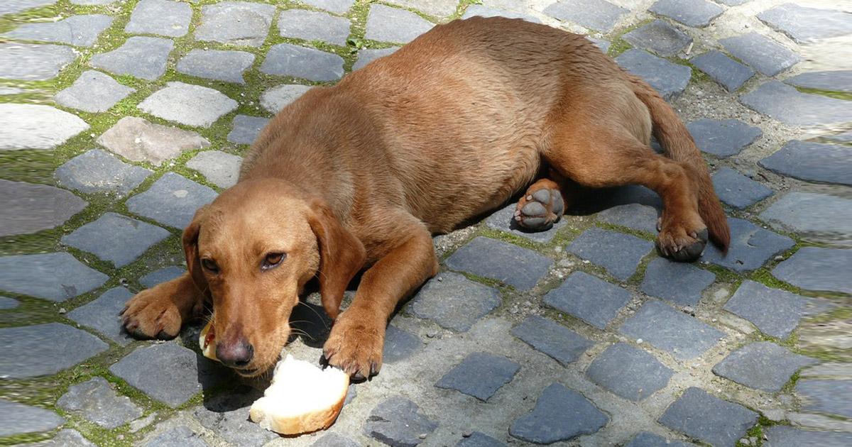 Casa para rehabilitar animales de la calle