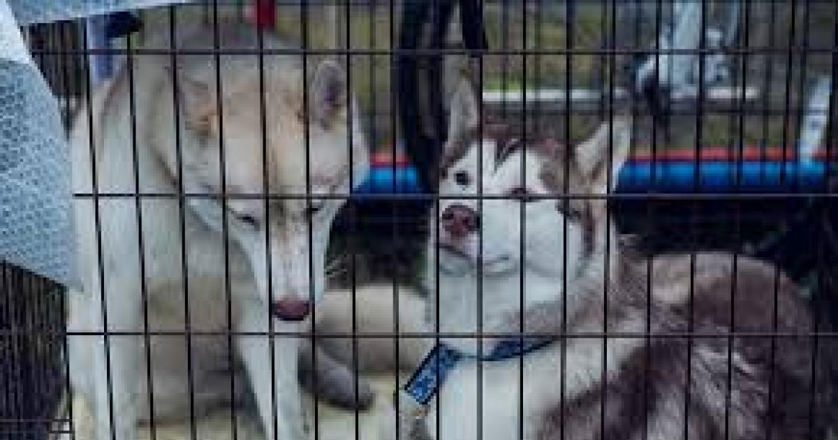 No a la venta de animales en ningún tipo de local, mercado o lugar