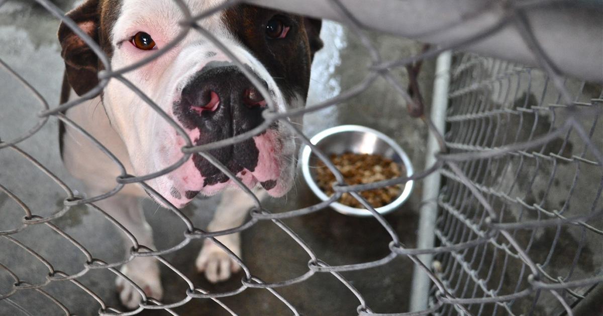 Refuges pour les chiens et les chats dans cette municipalité