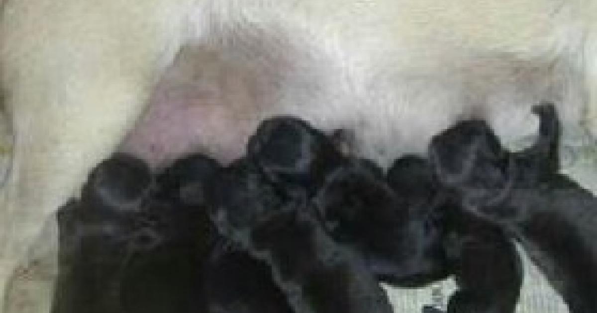 Justice for the 20 puppies that a supposed animalist killed for no reason