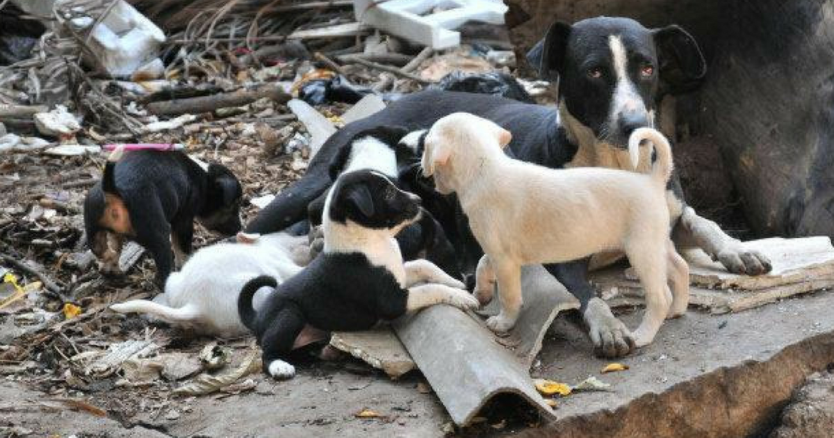 Precisamos de uma lei para proteger todos os cães e gatos