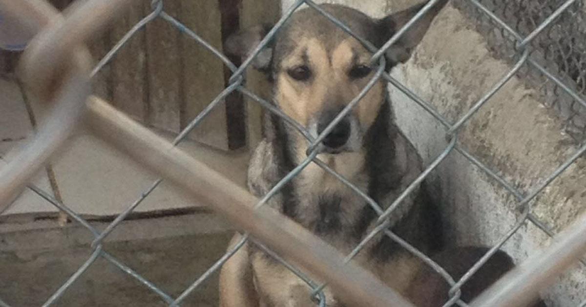 Ley de Sacrificio Cero de animales en Perreras Españolas