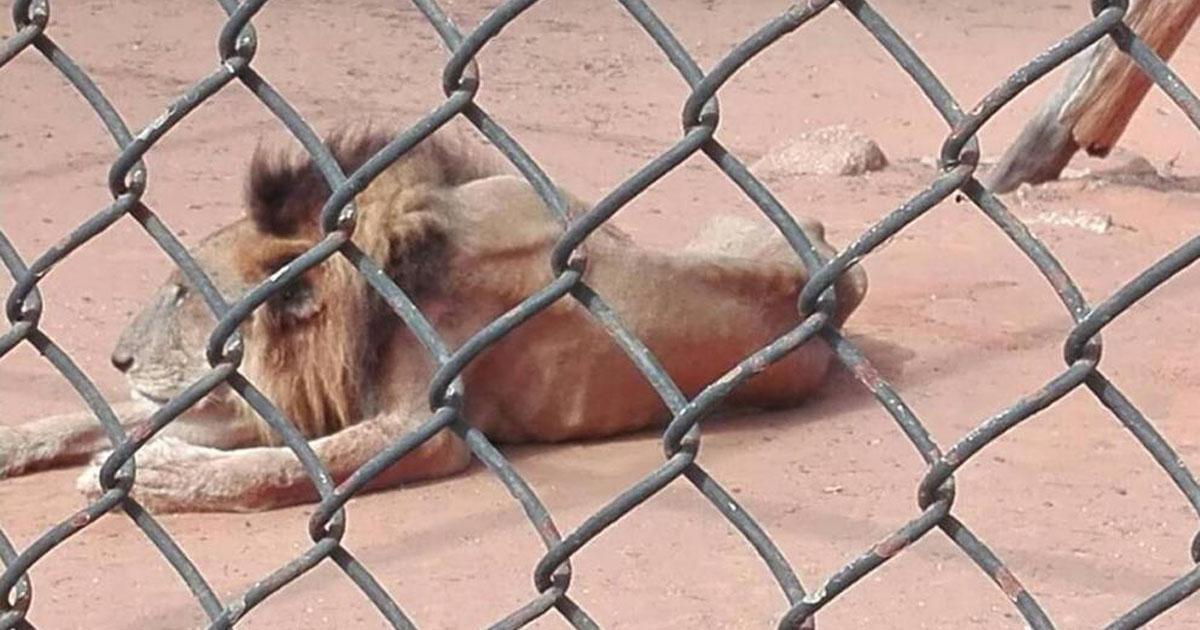 Concedan los permisos para trasladar los animales del Zoológico Metropolitano del Zulia, en Venezuela