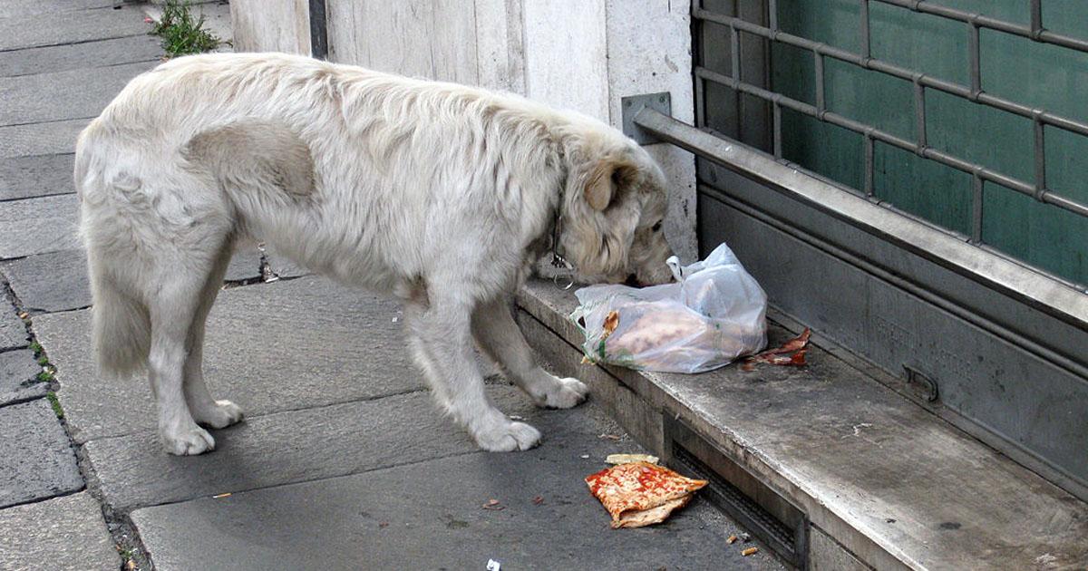 Los animalistas de Formosa necesitamos ayuda del Gobierno