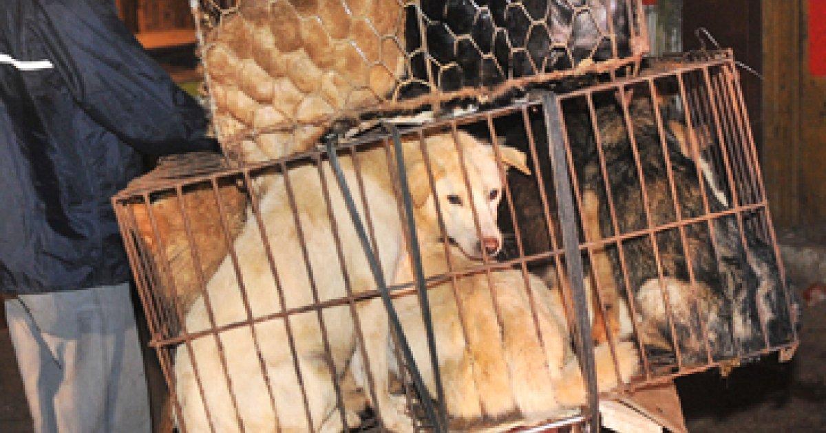 Porre fine all'uccisione di cani in Cina