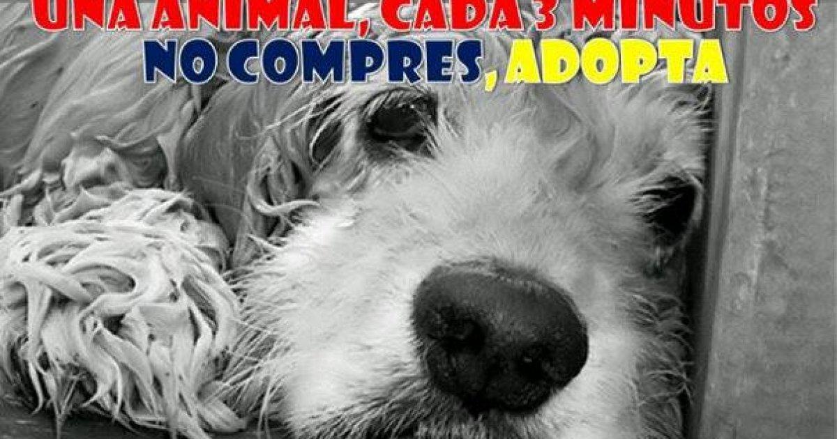 Basta con gli abusi e di abbandono di cani e gatti in Venezuela