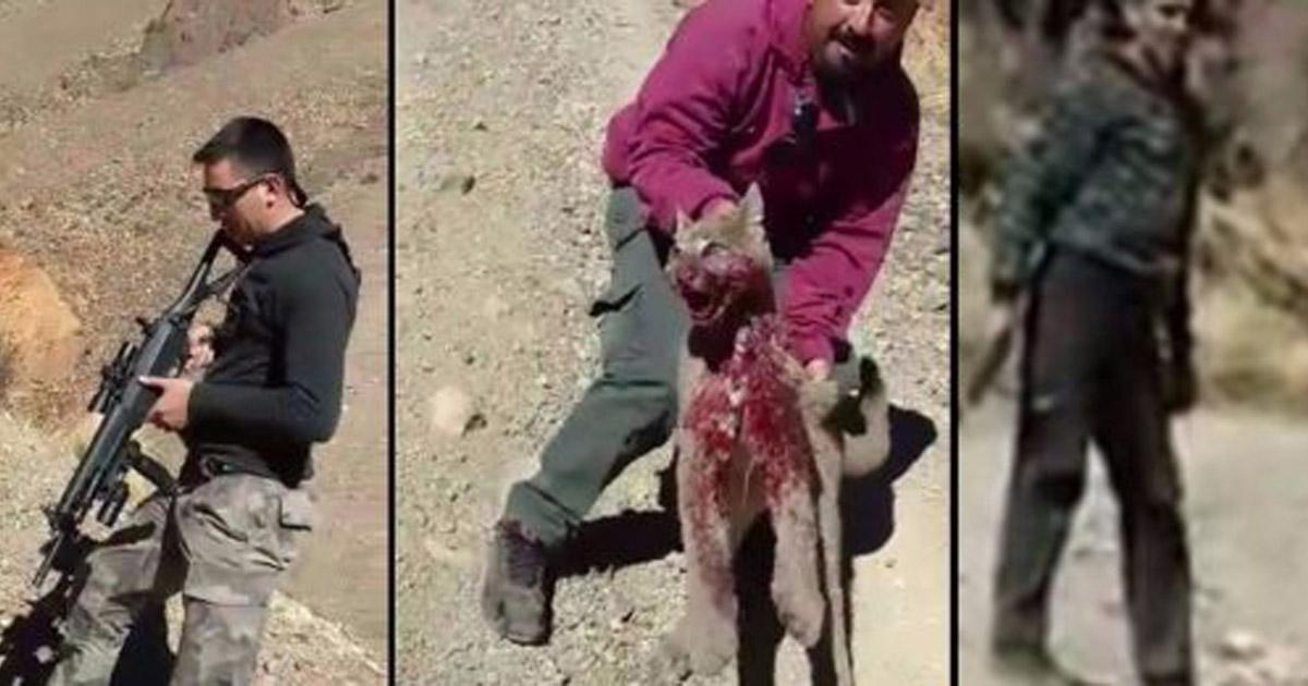 CASTIGO a los Asesinos que torturaron y mataron a un puma en el sur!