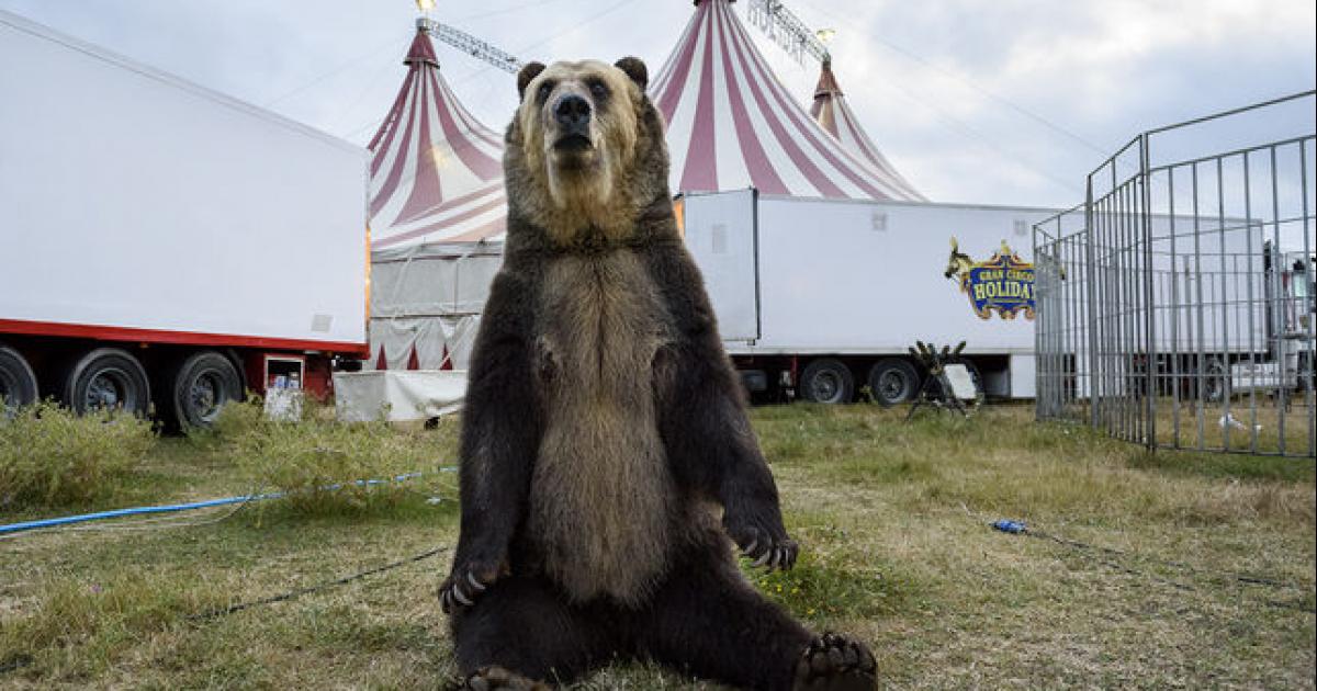 No al circo con animales