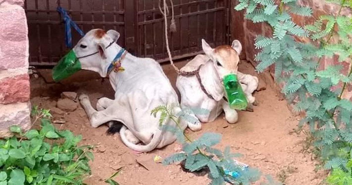 No más maltrato animal en la industria alimenticia