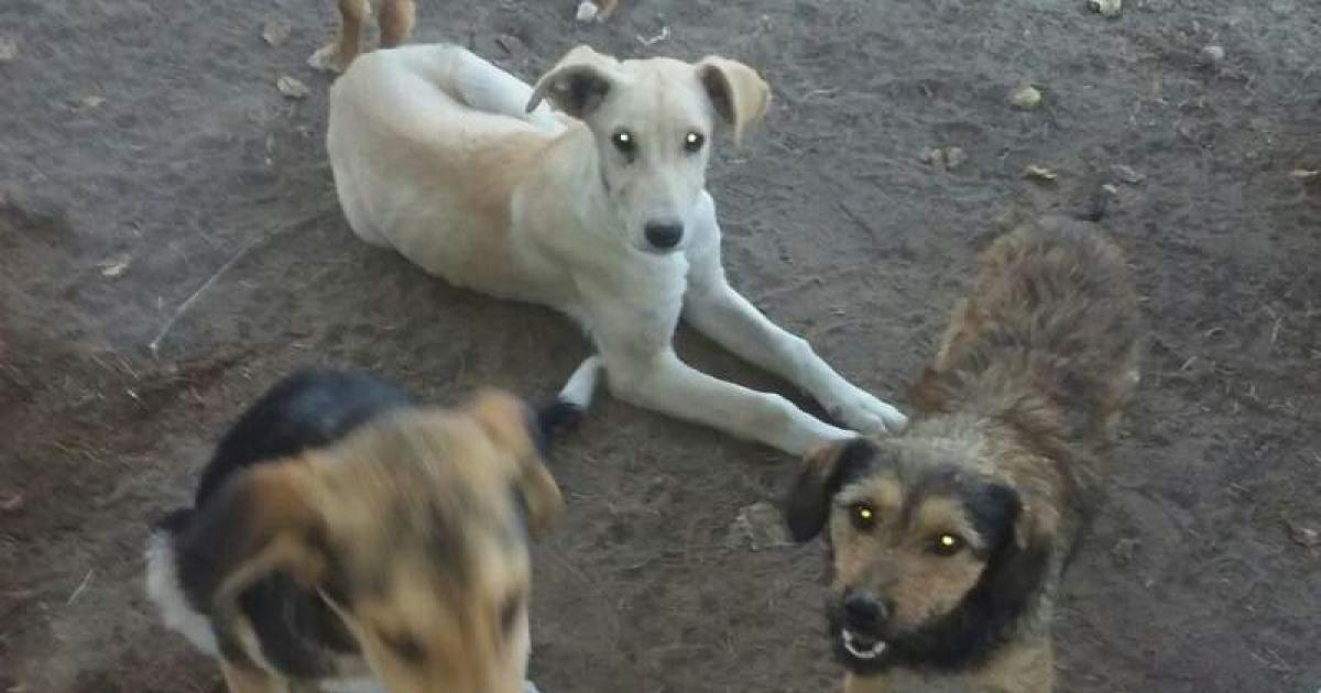 Ayuda para su refugio de perros y gatos