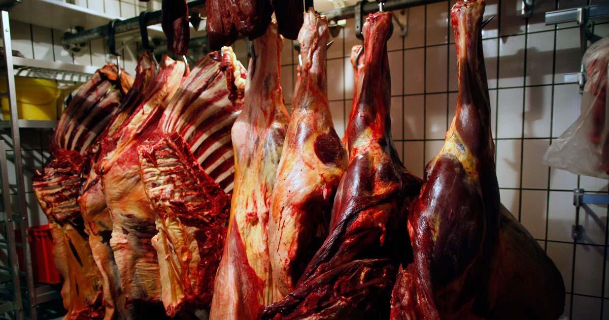 Firme la petición para detener la explotación y consumo de de la carne de caballo