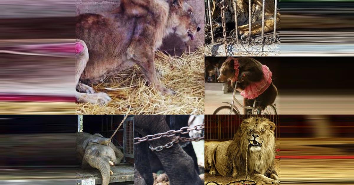 Create a campaign to ban the use of animals in circuses. Abuse of animals is excessive!