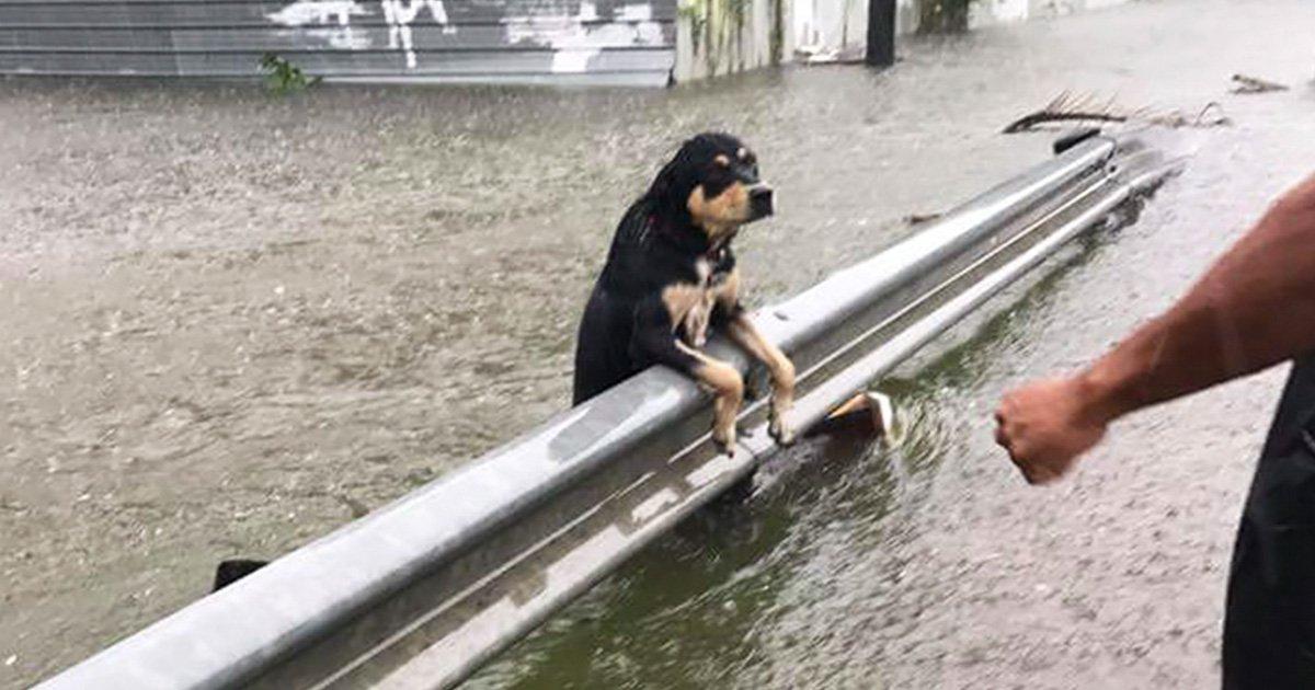 Que marcas grandes hagan donaciones para ayudar a los animales víctimas de la inundación