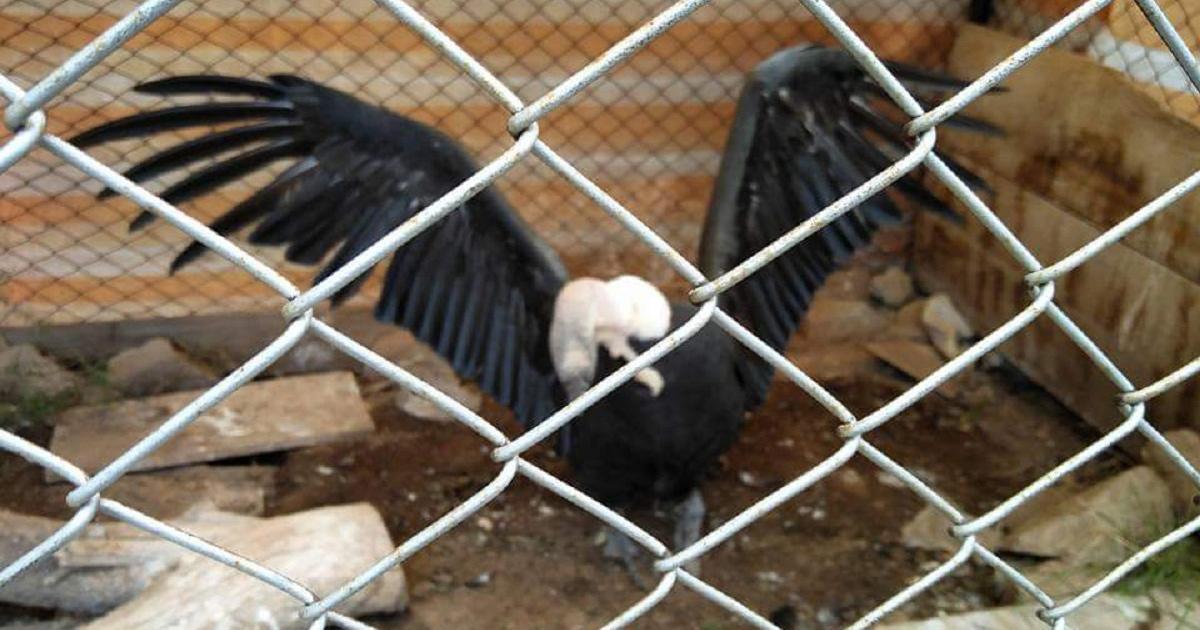 Exigir el cierre del Zoológico de Oruro