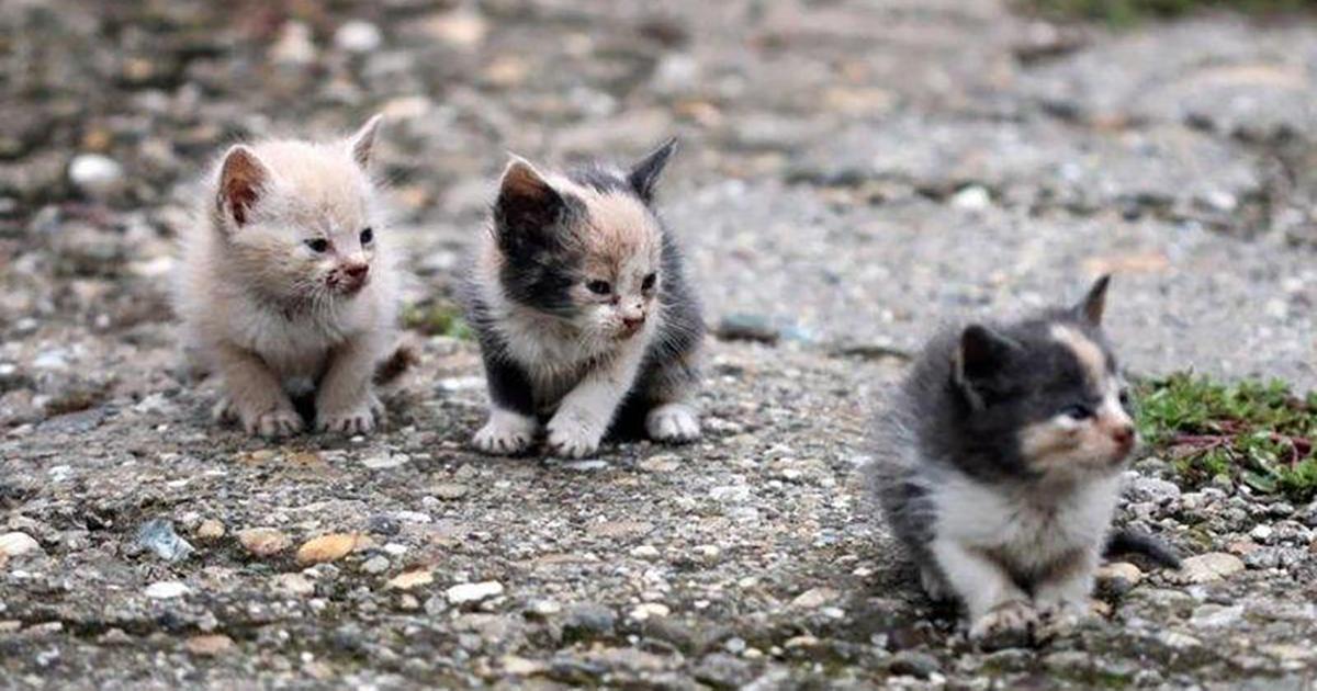 Ayudar, alimentar, esterilizar y crear casitas de los gatos de la calle