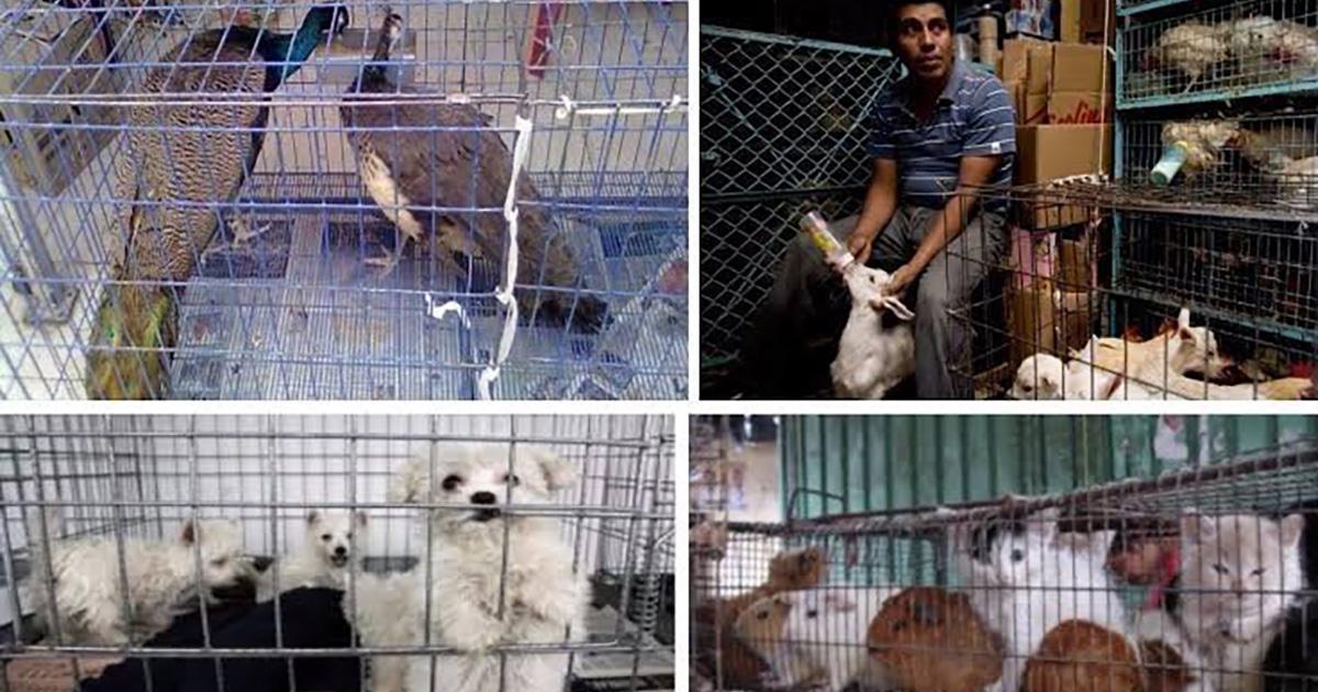 Prohibición de la venta de animales vivos en mercados