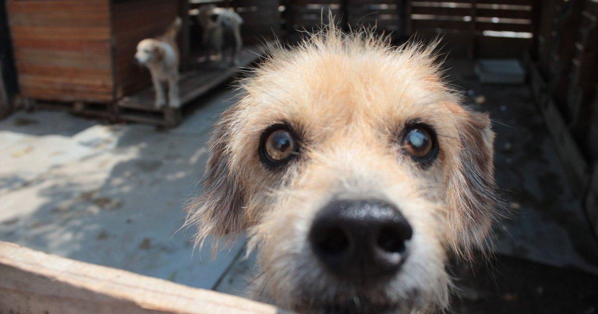 Precisamos de um refúgio para Cães Abandonados
