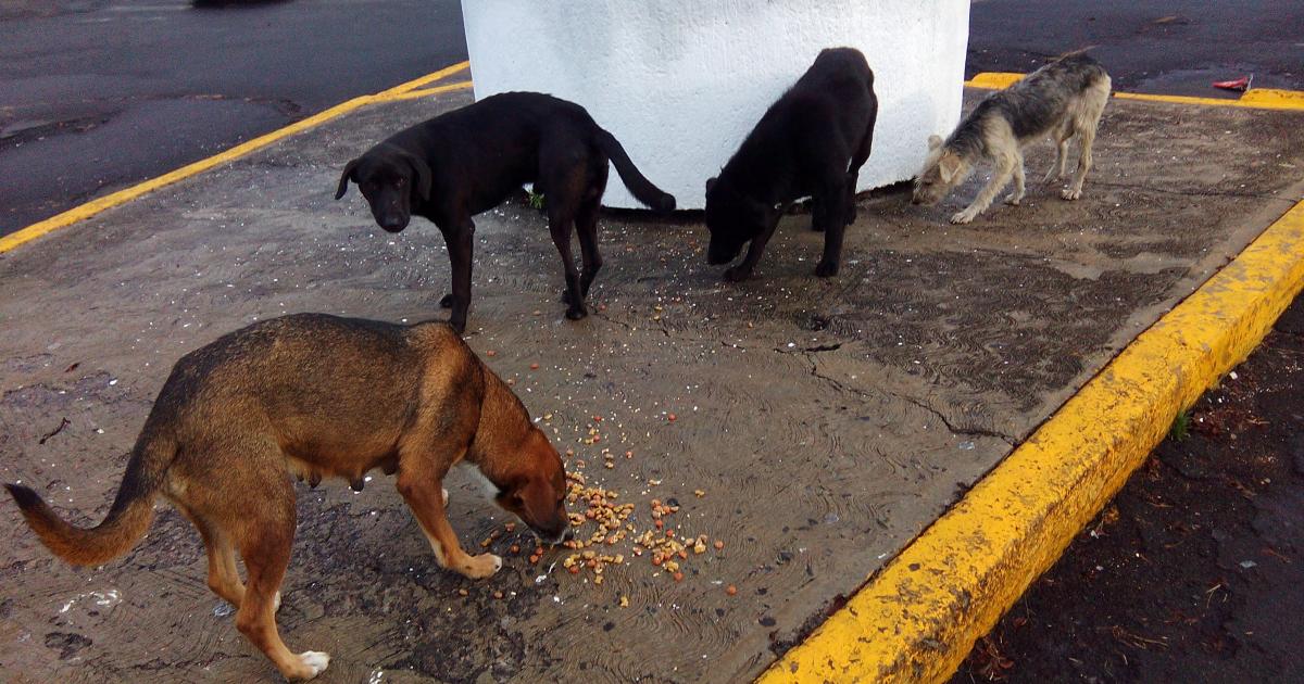 Dar hogar a perritos en situación de calle