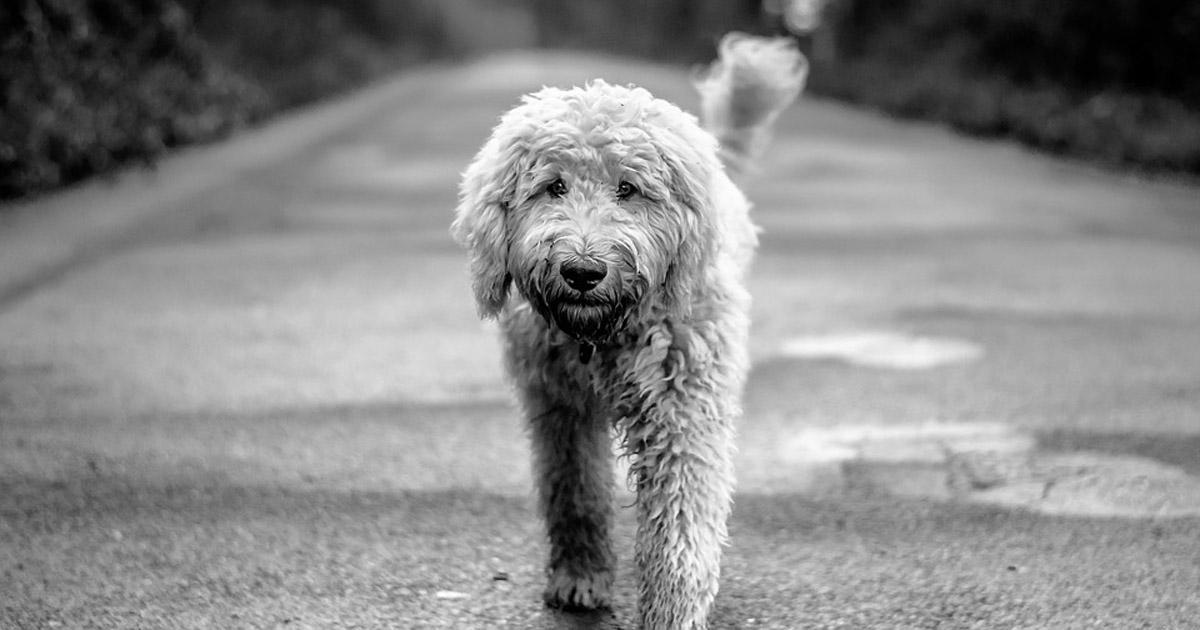 Salvemos a los perros que abandonan en las carreteras 