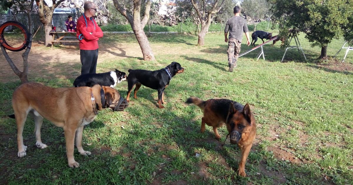 División de parques caninos para perros grandes y pequeños y