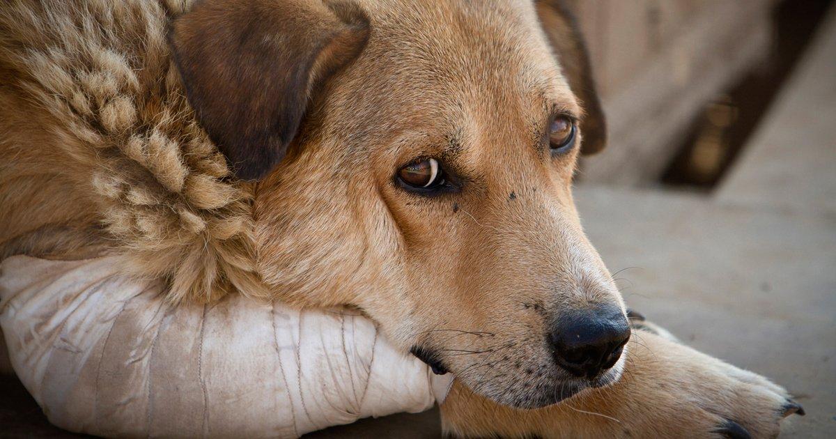 Alto al matrato animal y cárcel para quienes lo practican