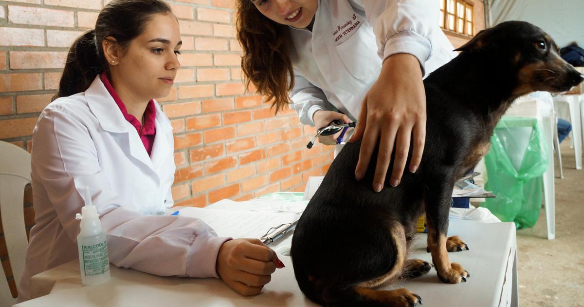 Convénio com faculdades de medicina veterinária para mutirões de castração de cães e gatos