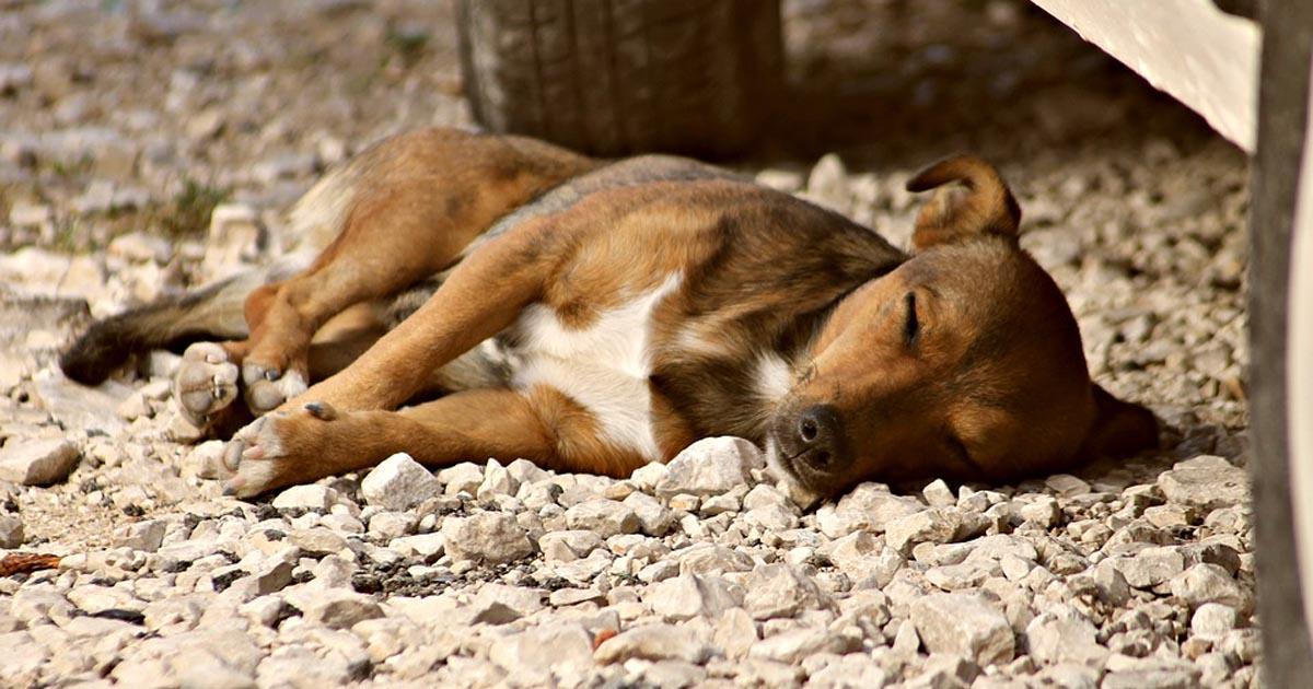 Que realmente tengan un castigo las personas por abandonar animales, de otra manera no van a entender