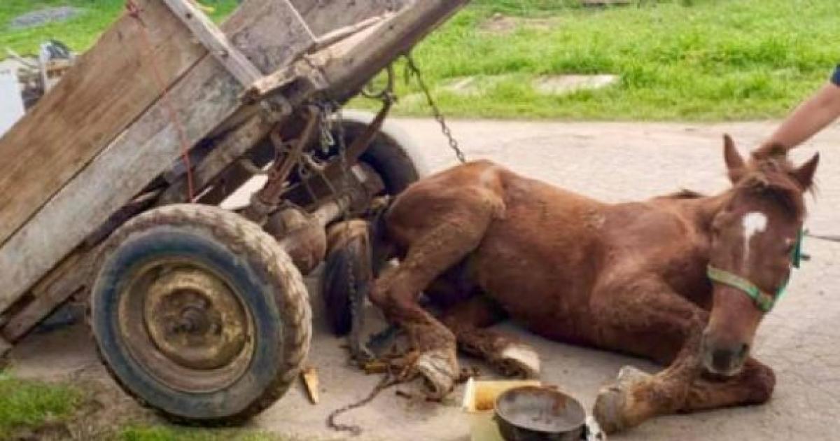 La prohibición de la tracción a sangre argentina 