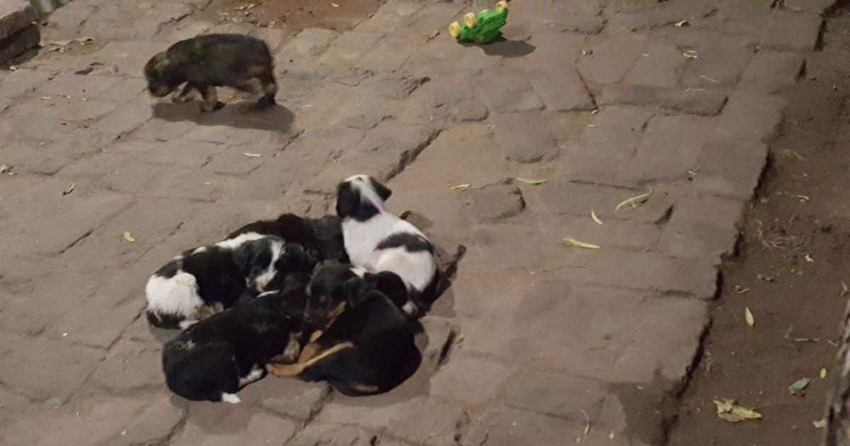 Prevención, concientización y cuidado de las mascotas