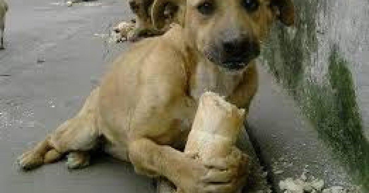 No to Killing of stray animals, they feel and suffer