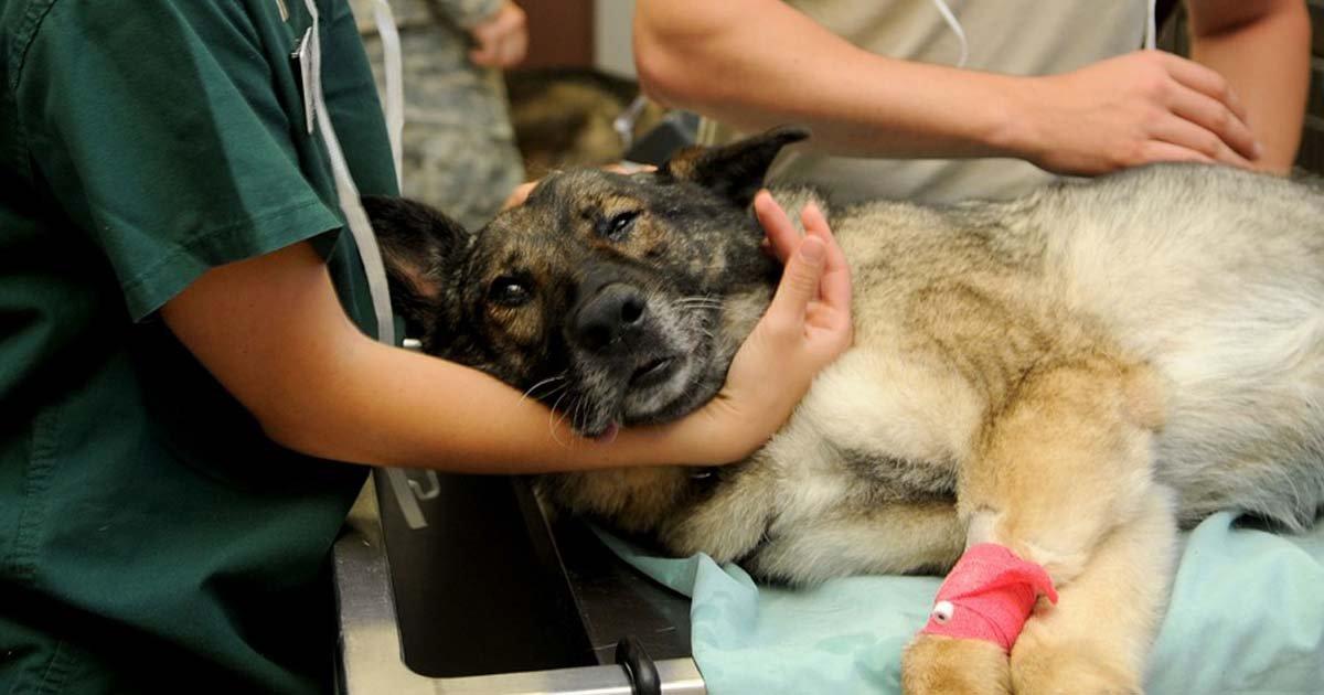 Nous avons besoin d'hôpitaux publics vétérinaires pour tous les animaux