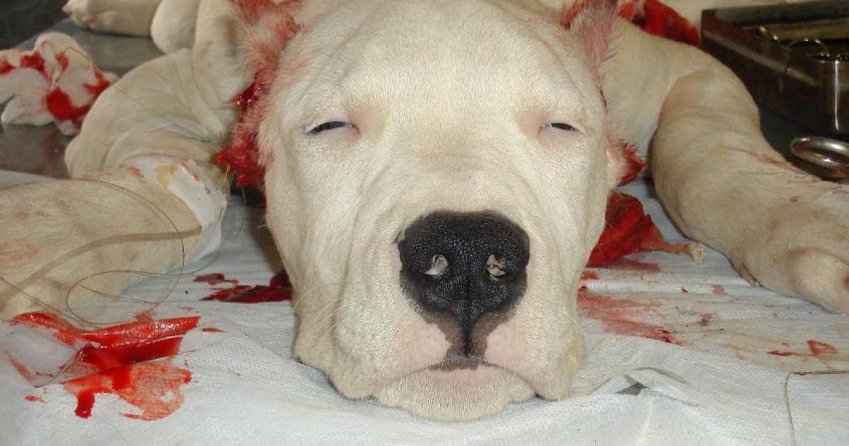 Temos conseguido, animalistas! ¡¡na Espanha  não se permitiram as mutilações  estéticas na fila de cachorros !! 