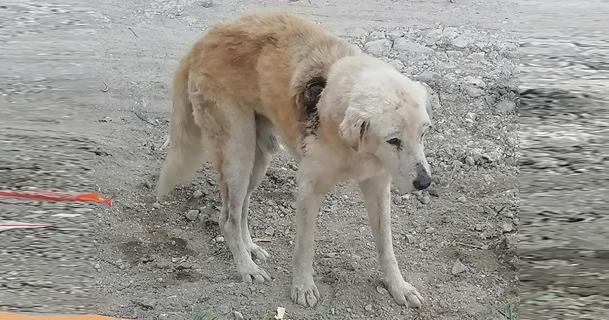 Refugio para perritos y gatos callejeros