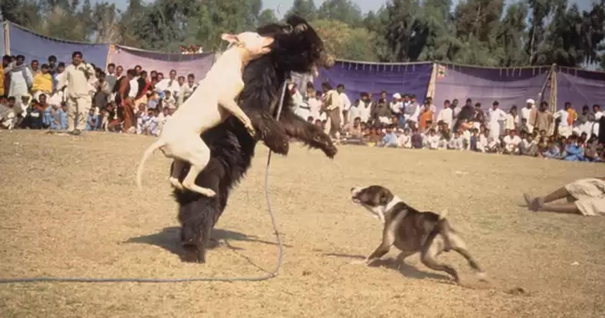 Prohibir la lucha entre osos y perros