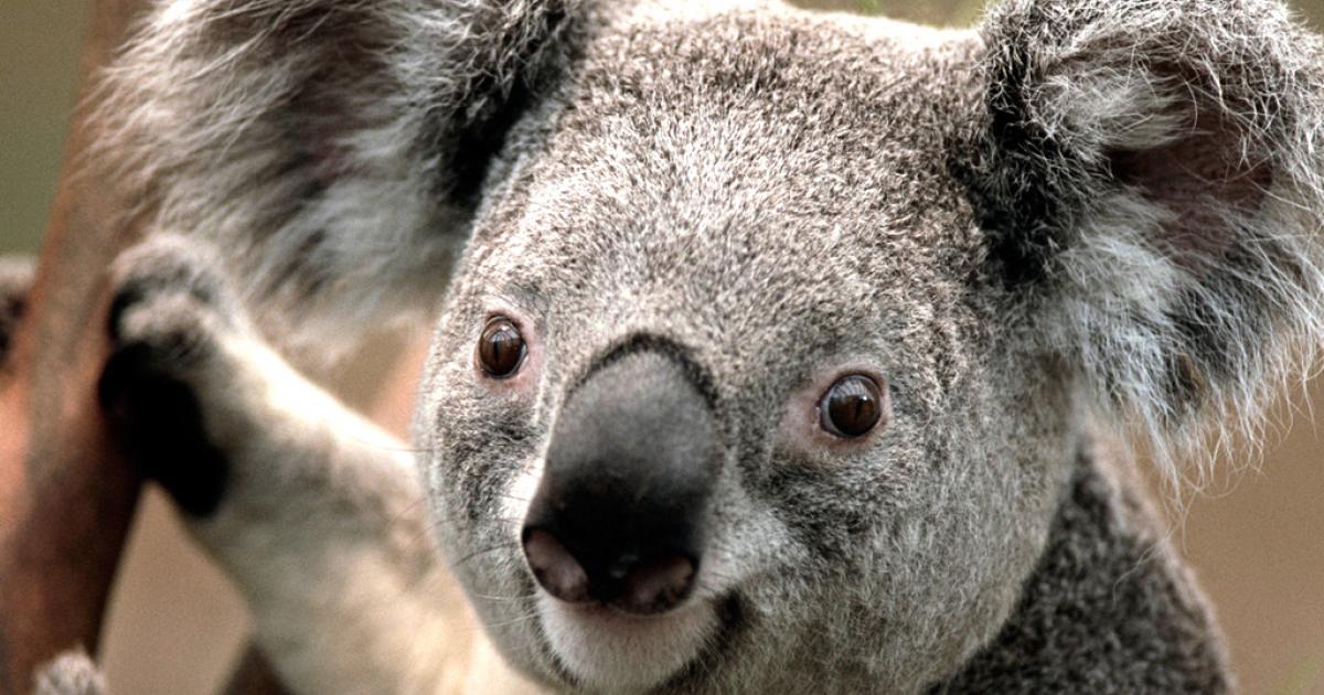 Quero Ver Os Animais Felizes E Nao Puxando Car Sendo Maltratados