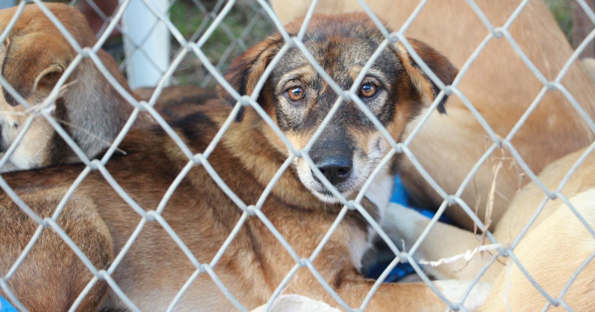 Que las tiendas de mascotas tengan perros para adopción, callejeros y los que sufrieron maltrato