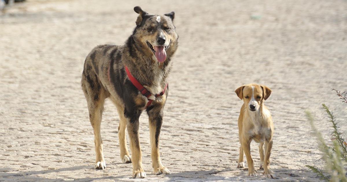 Asistencia para los perros callejeros