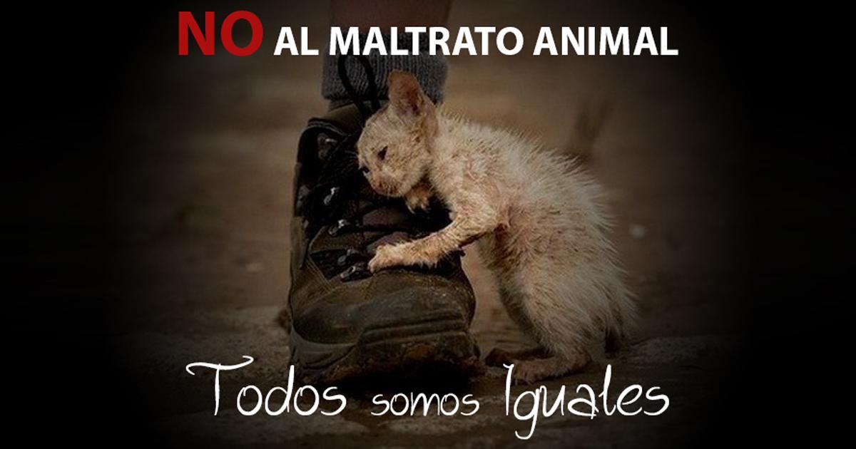 Personas denunciadas por maltrato animal, que no se les permita tener animales a su cargo