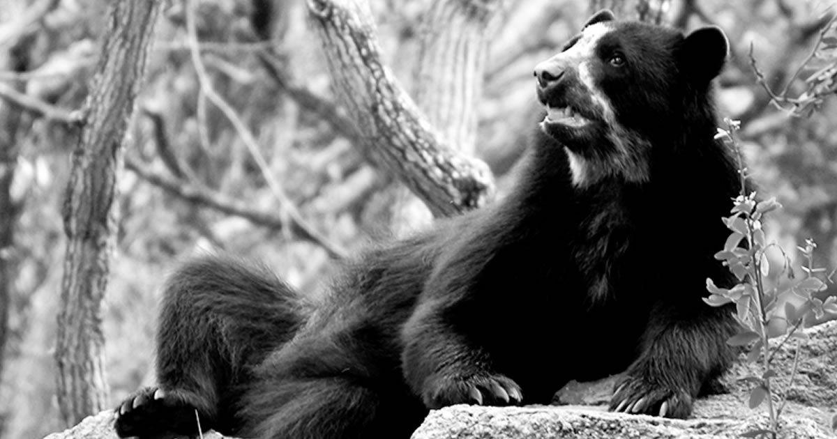 Save the Spectacled Bears, especially those living in the region Interandina Ecuador