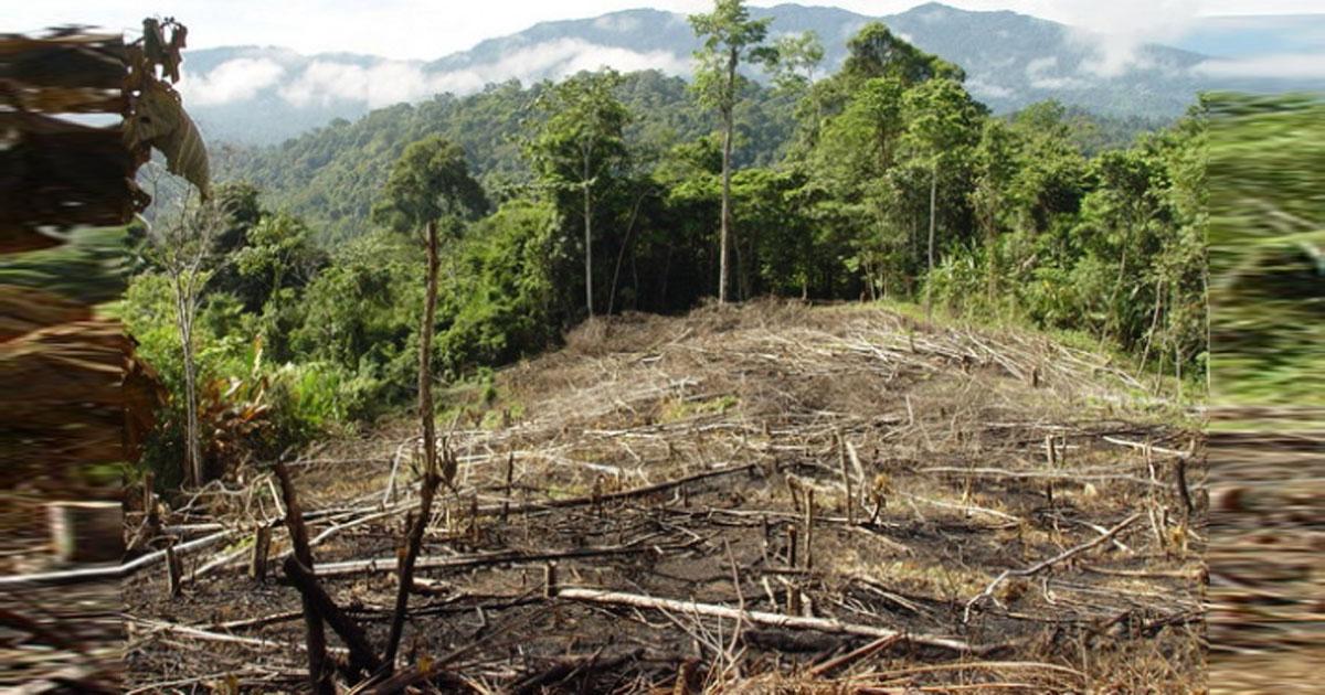 Firmar para impedir la tala y creación de campos de cultivo en Amazonas