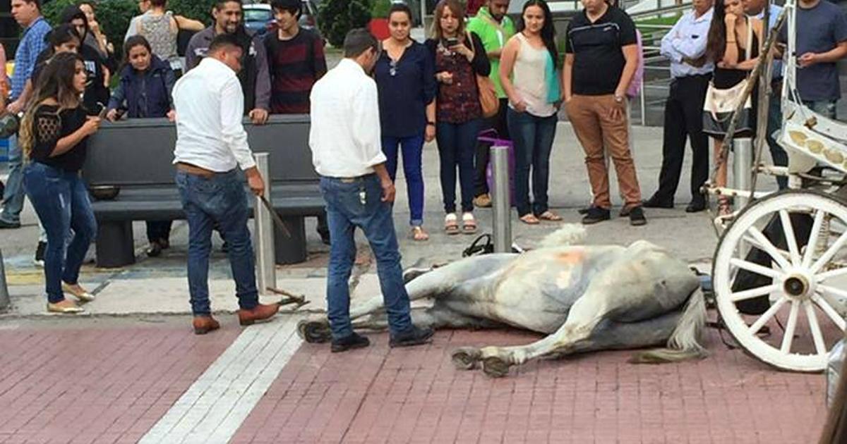 Terminar con las calandrias en Jalisco, México