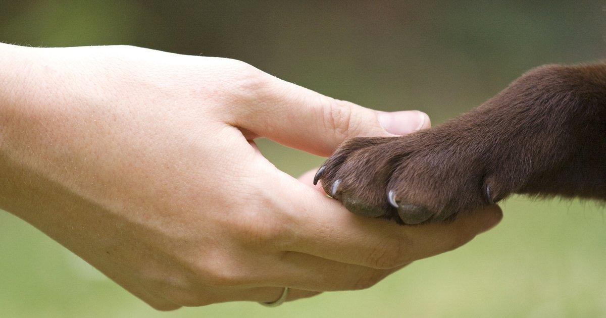 Firmar la Solicitud Popular: Incorporar Capítulo de Defensa Animal en la Actualización de Nueva Constitución