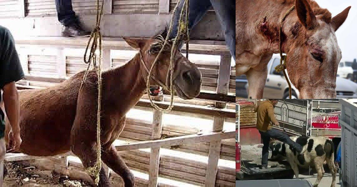 Close the St. Barnabas Market, a Hell for Animals!